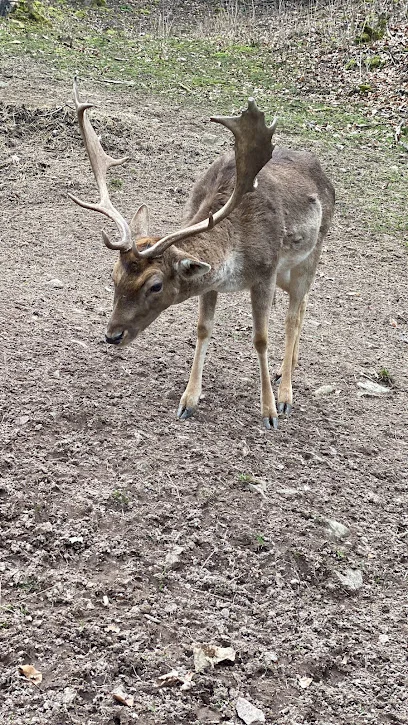 Bild von European Fallow Dear view point gelegen in Bühl, Baden-Wurtemberg